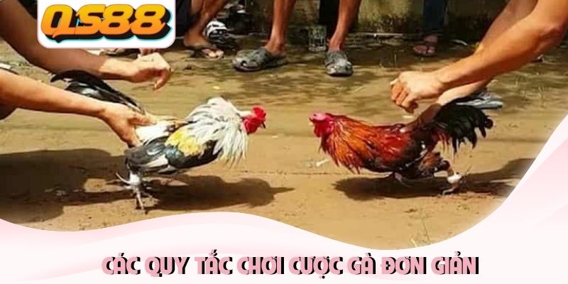 Các quy tắc chơi cược gà đơn giản