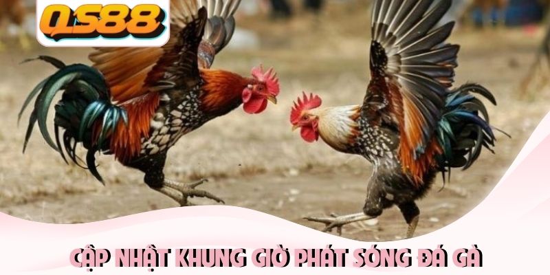 Live Đá Gà Thomo QS88 - Tận Hưởng Đấu Trường Đỉnh Cao 2026 4 Cập nhật khung giờ phát sóng đá gà