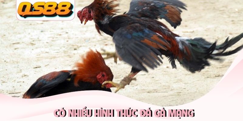 Đá Gà Mạng: Mang Tới Những Trận Đấu Nảy Lửa Kịch Tính 2 Có nhiều hình thức đá gà mạng
