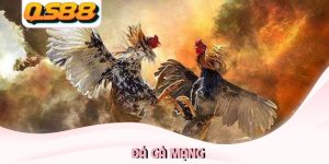 Đá gà mạng