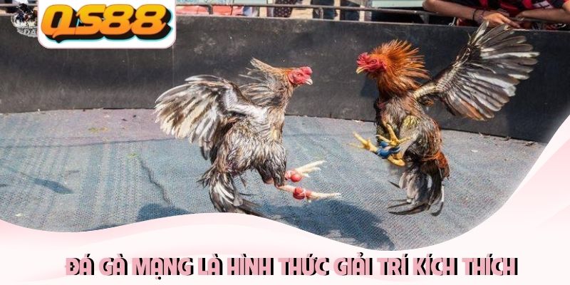 Đá Gà Mạng: Mang Tới Những Trận Đấu Nảy Lửa Kịch Tính 1 Đá gà mạng là hình thức giải trí kích thích