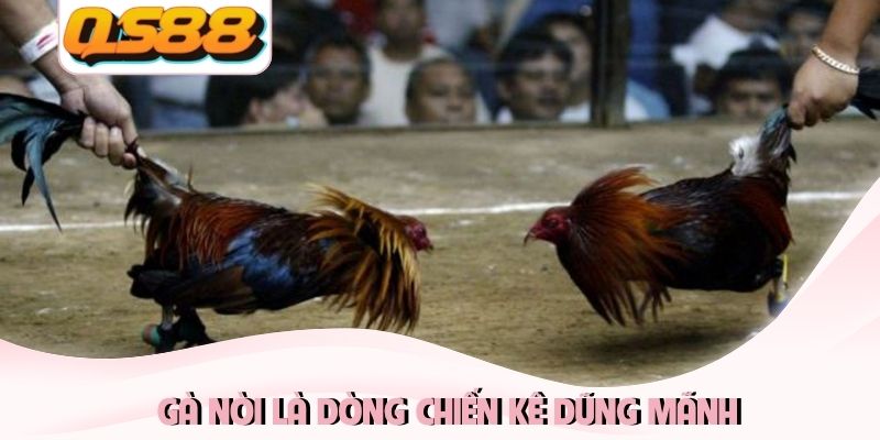Đá Gà Mạng: Mang Tới Những Trận Đấu Nảy Lửa Kịch Tính 3 Gà nòi là dòng chiến kê dũng mãnh
