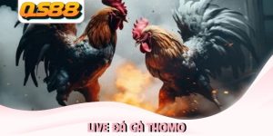 Live đá gà Thomo