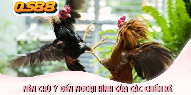 Đá Gà Mạng: Mang Tới Những Trận Đấu Nảy Lửa Kịch Tính 4 Nên chú ý đến ngoại hình của các chiến kê
