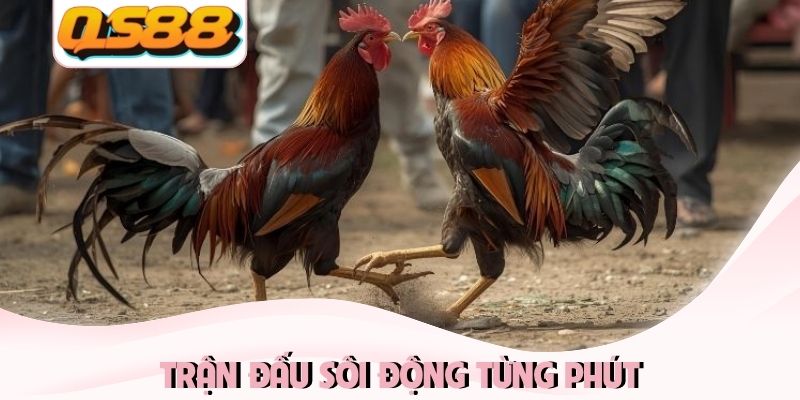 Live Đá Gà Thomo QS88 - Tận Hưởng Đấu Trường Đỉnh Cao 2026 3 Trận đấu sôi động từng phút